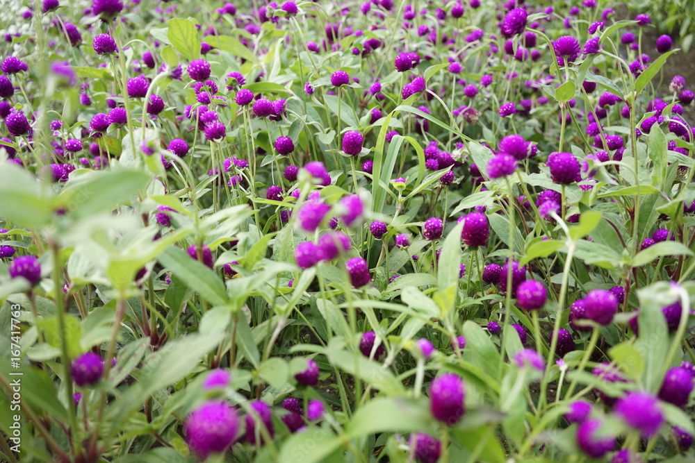 Fototapeta premium Purple omphrena globosa or globe amaranth or bachelor button