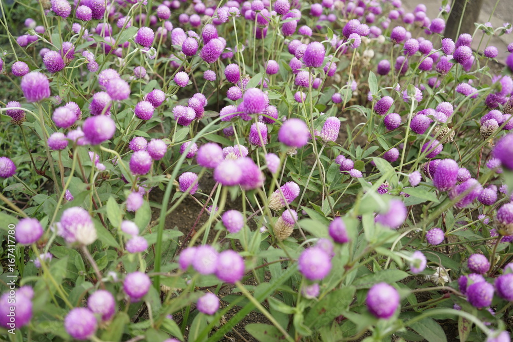 Fototapeta premium Purple omphrena globosa or globe amaranth or bachelor button