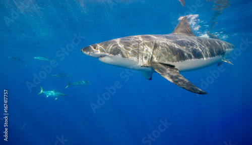 Great white shark underwater view, Guadalupe island, Mexico. © wildestanimal