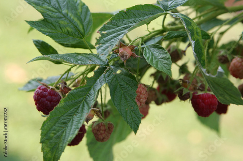 raspberries on the vine
