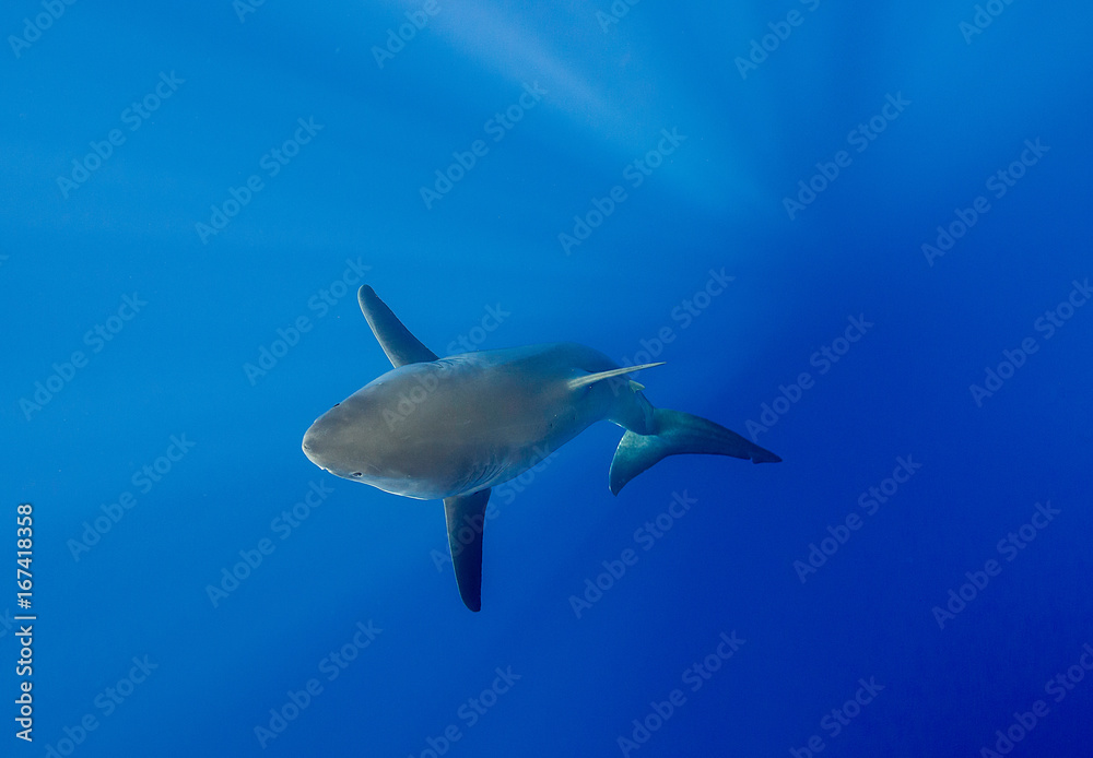 Great white shark underwater view, Guadalupe island, Mexico. Great white shark underwater view, Guadalupe island, Mexico.