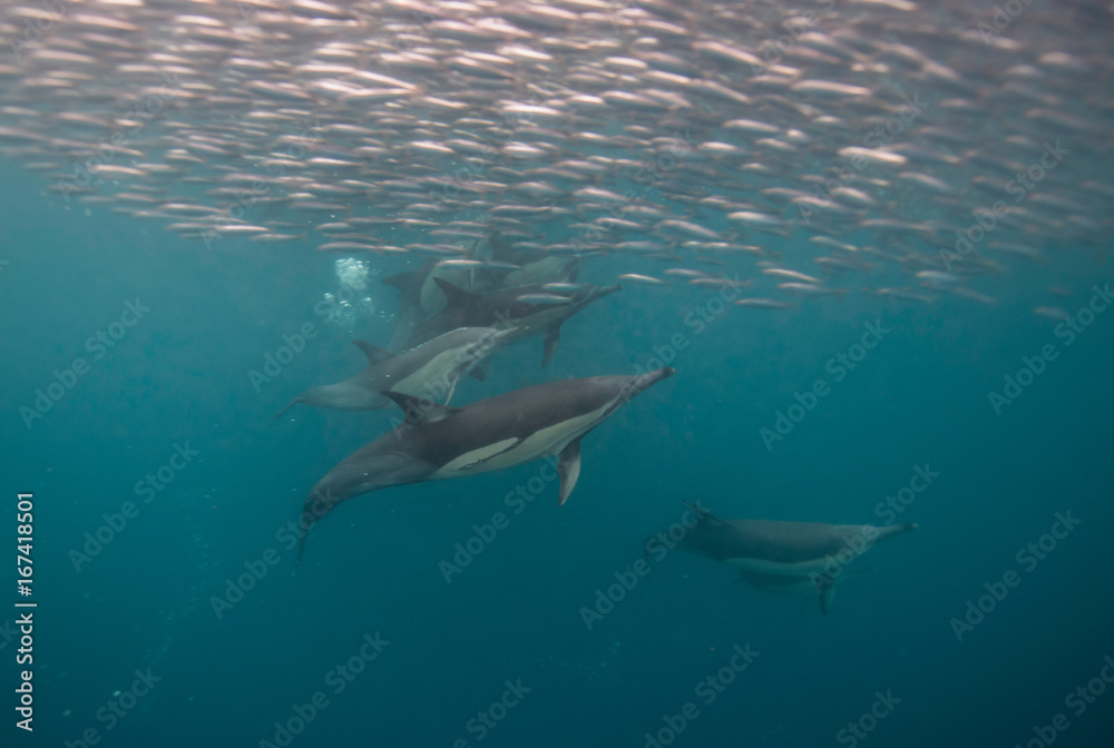 Common dolphins feeding on sardines during the sardine run, east coast of South Africa.