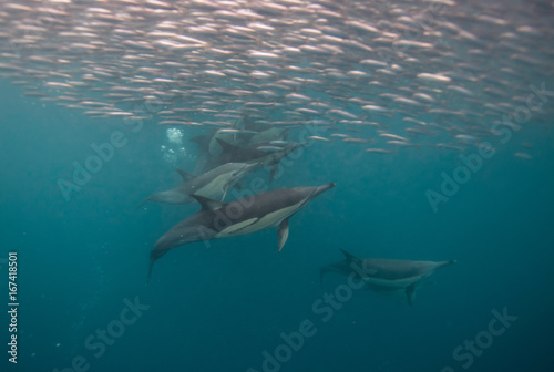 Common dolphins feeding on sardines during the sardine run  east coast of South Africa.