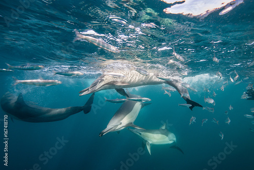 Common dolphins feeding on sardines during the sardine run, east coast of South Africa.