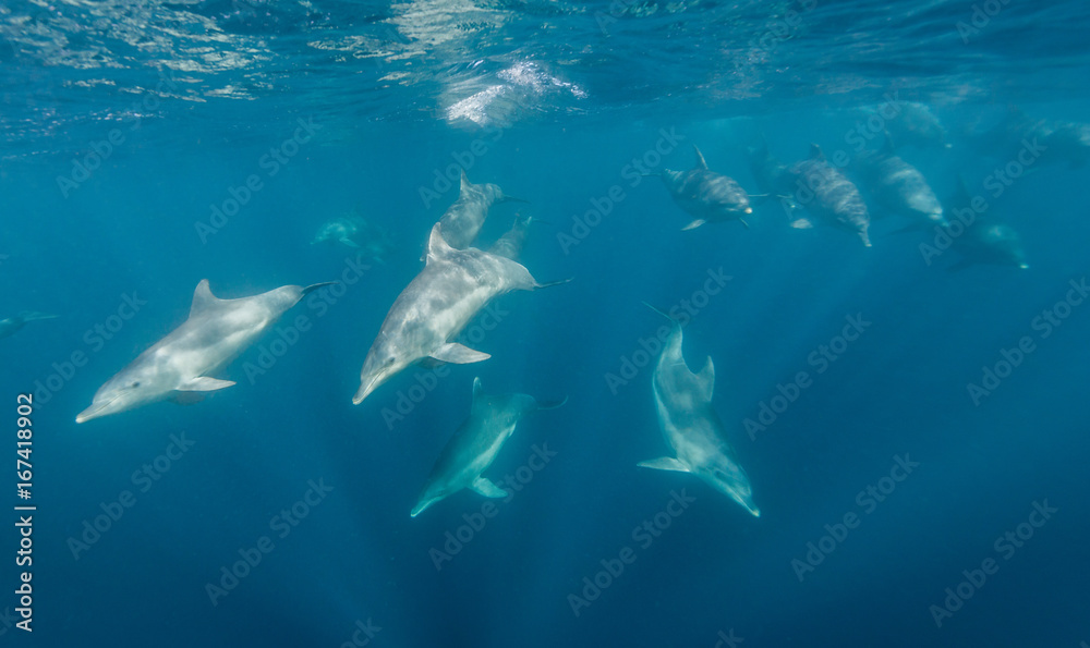 Fototapeta premium Bottle nosed dolphins during the sardine run, east coast South Africa.