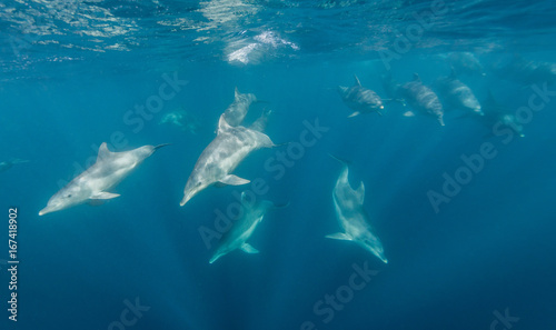 Bottle nosed dolphins during the sardine run, east coast South Africa. © wildestanimal