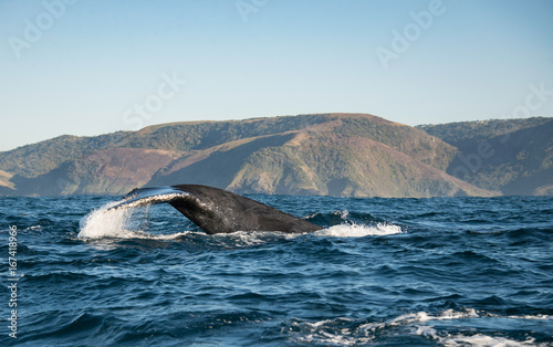 Tail fluke of a humpback whale migrating north along the east coast of South Africa during the sardine run.