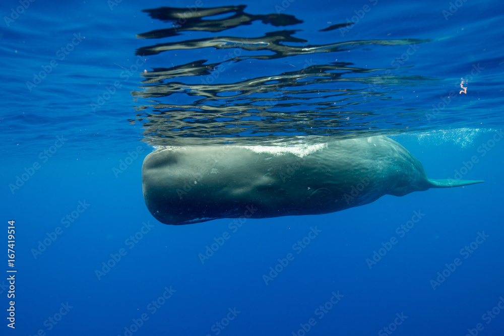 Naklejka premium Sperm whale underwater view, Indian Ocean, Mauritius.