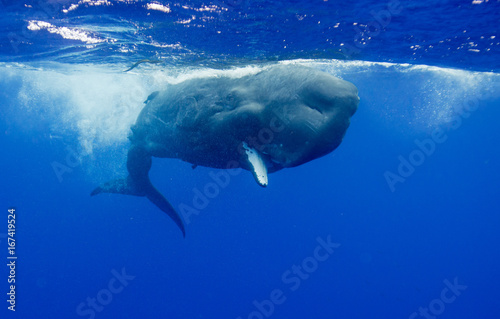 Sperm whale underwater view  Indian Ocean  Mauritius.
