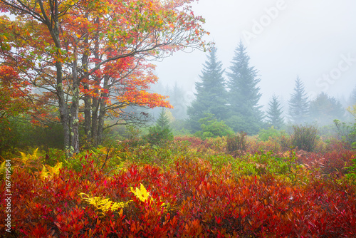 Autumn colors, Dolly Sods Wilderness, West Virginia