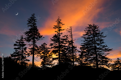 Douglas Fir trees silhouetted against sunset sky, Great Smoky Mountains, Tennessee