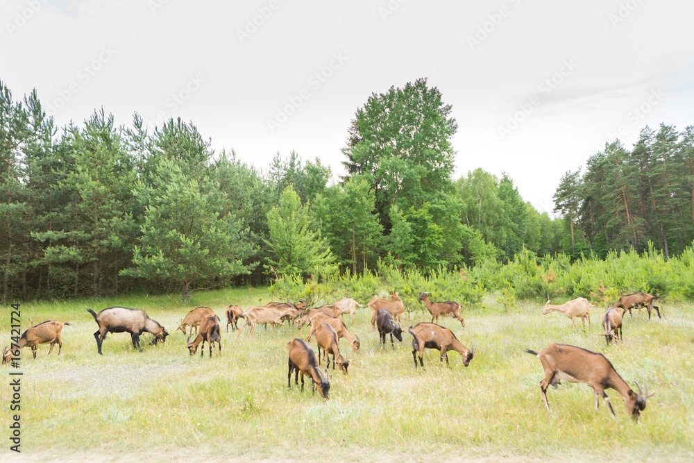 Goats grazing on grass. Farm animals.