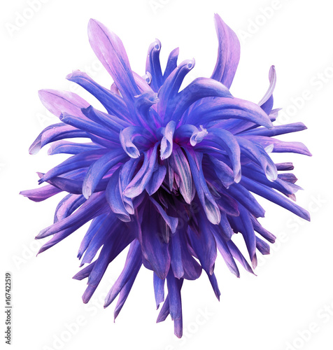 Blue-pink dahlia flower  on  white isolated background with clipping path  no shadows. Closeup.  Nature. © nadezhda F