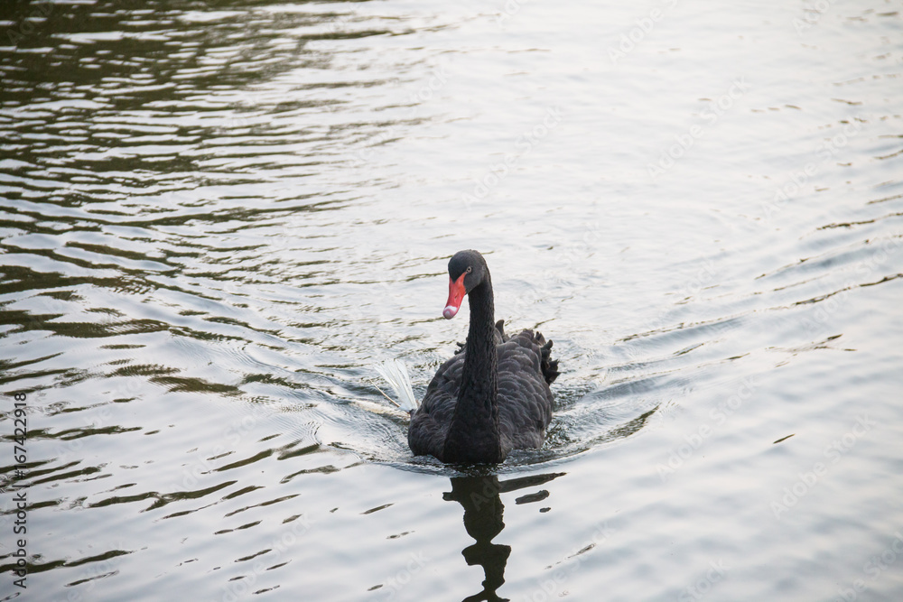 Naklejka premium Black Swan in the pond