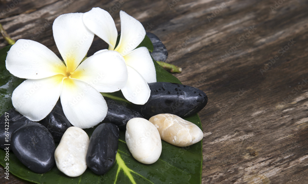 Fototapeta premium Background with white tropical plumeria flowers on turquoise wooden background. Selective focus