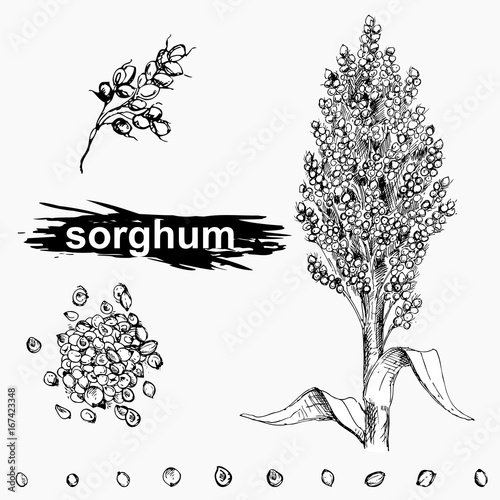 Hand drawn monochrome vector illustration set of sweet sorghum, grain, branch. sketch. Vector eps 8.