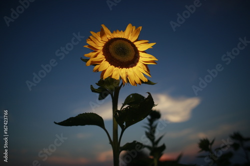 Sunflowers at sunset in a home garden in rural Indiana