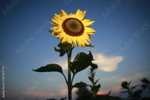 Sunflowers at sunset in a home garden in rural Indiana