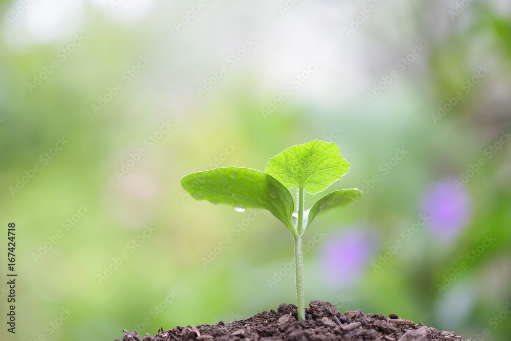 Growing sprout Growing sprout