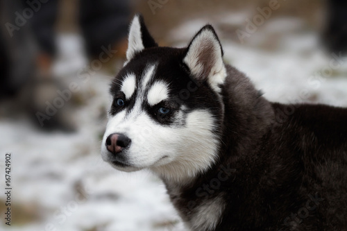 Siberian husky championship V