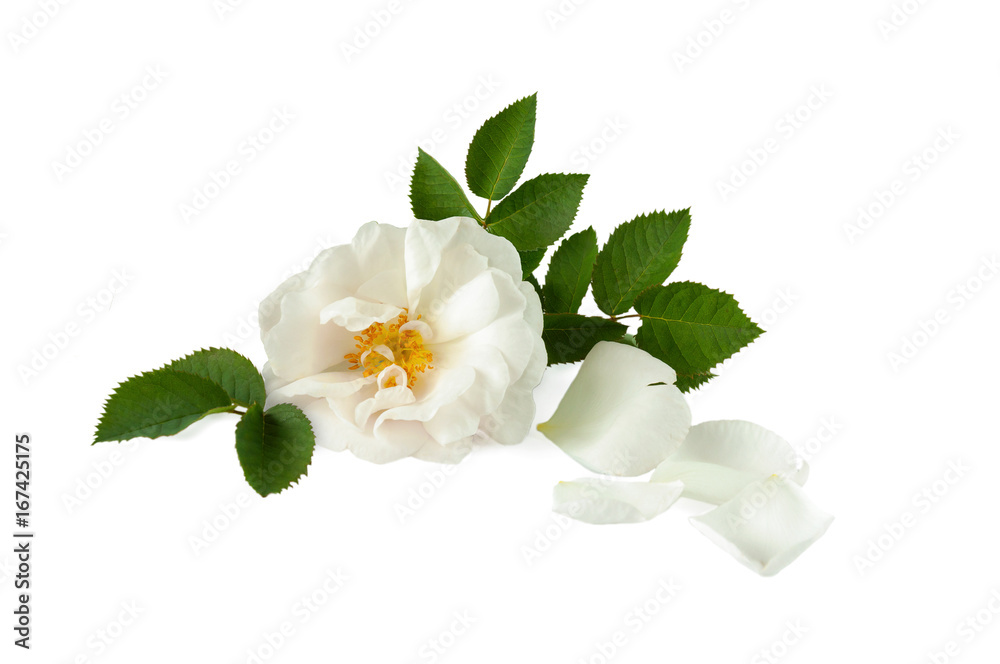 Naklejka premium white rose and petals lying down on a white surface