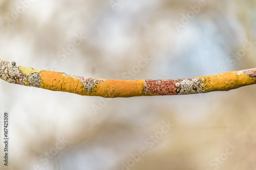 Colored Tree Branch Closeup