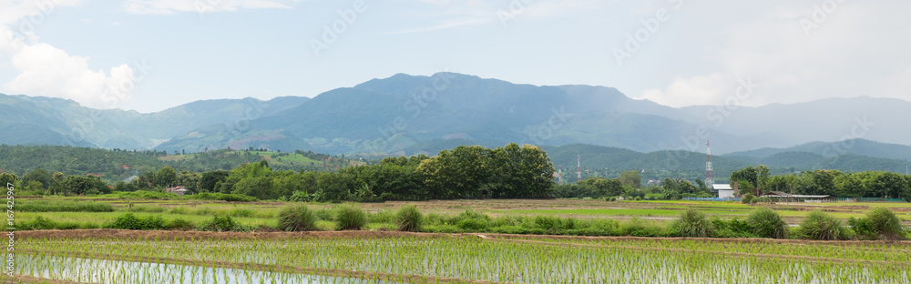 Rice field and mountains view in the rainy season. (panorama view)