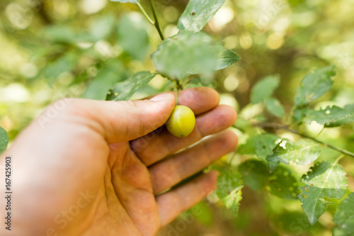 Berries on a tree in a hand in the nature