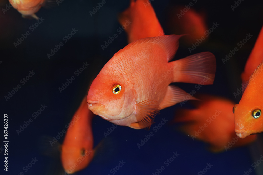 Lovely cute parrot fish water color blood close animal Lovely cute parrot fish water color blood close animal