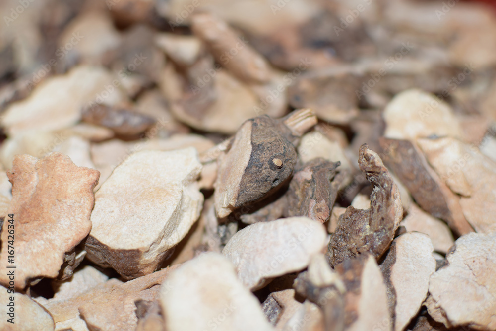 Herb medicinal materials Smilax glabra detail plants Herb medicinal materials Smilax glabra detail plants