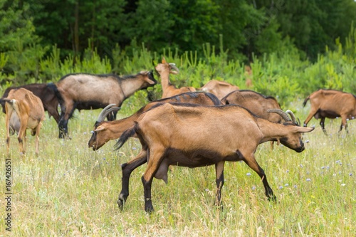 Goats grazing on grass. Farm animals.