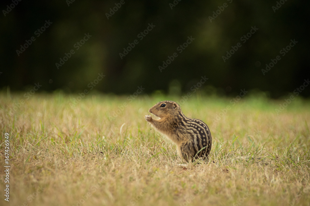 Fototapeta premium Dreizehnstreifen-Hörnchen