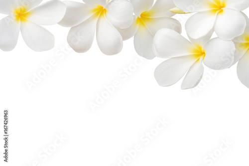 Frangipani flower isolated on white