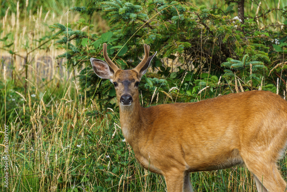 Obraz premium Wild mool deer feeding in high grass America