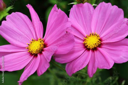 Cosmea or Cosmos flowers are suitable as a cut flower