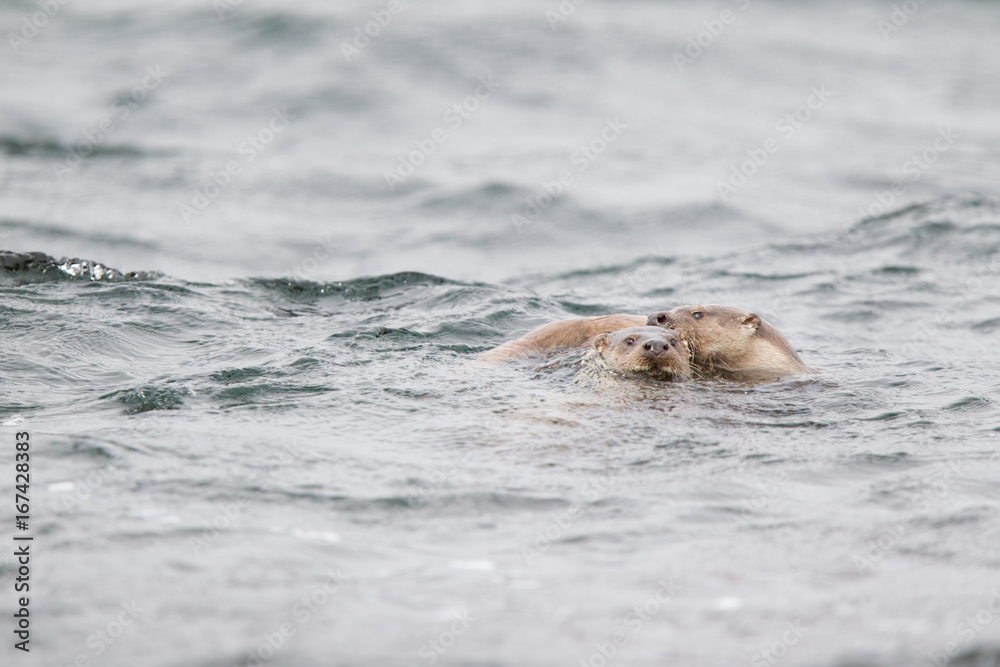 Fototapeta premium lontre in coppia