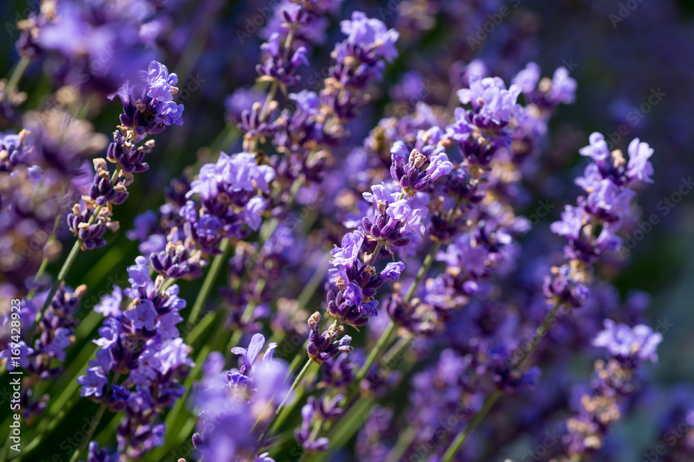 Lavender flowers blooming on the field. Close-up Lavender flowers blooming on the field. Close-up