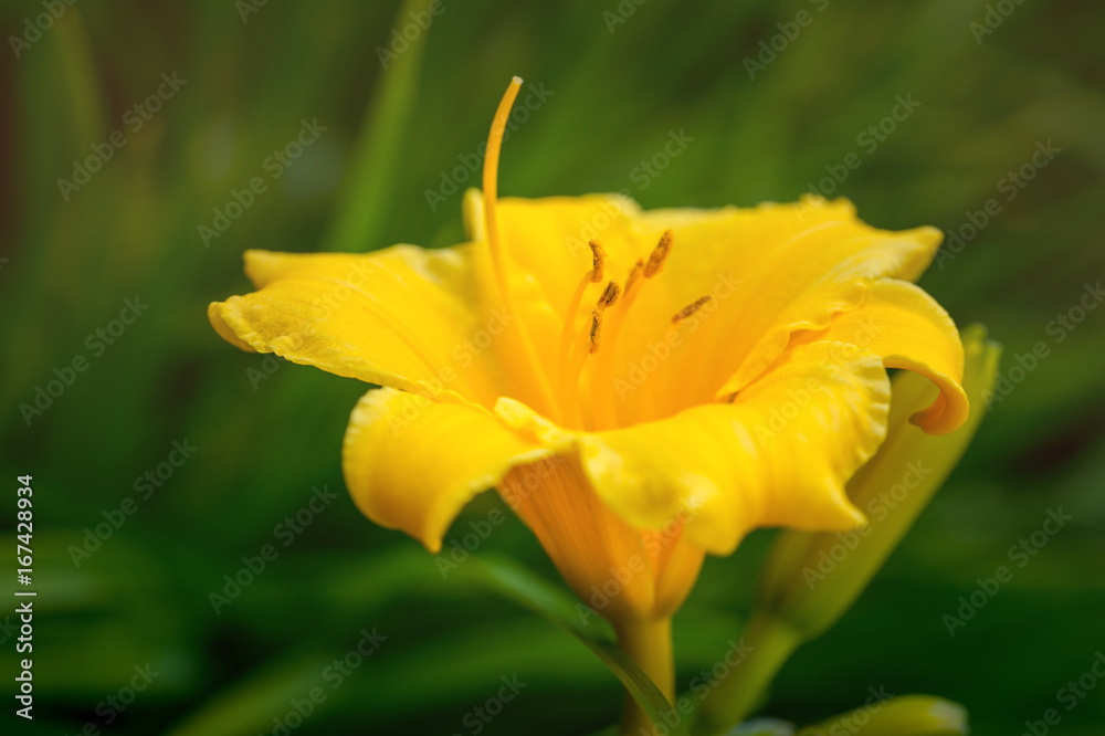 Beautiful yellow blooming flower of daylily growing in the garden, close-up