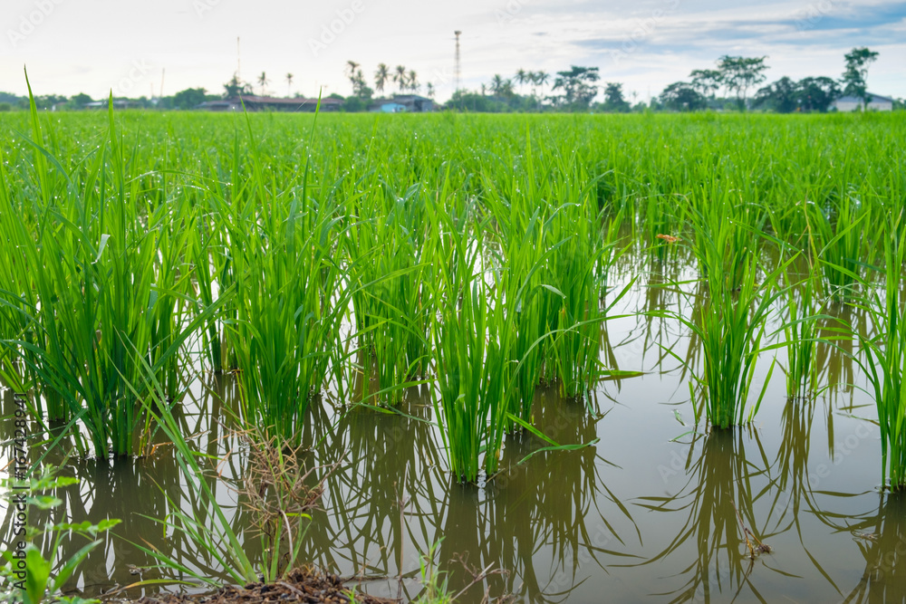 Rice Sprout in Rice field.Rice seedlings green background Rice Sprout in Rice field.Rice seedlings green background