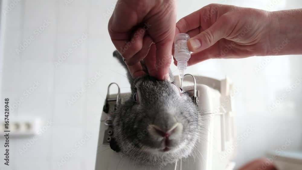 Make Rabbit Specimen Rabbit in the lab as a research object Stock Video | Adobe Stock
