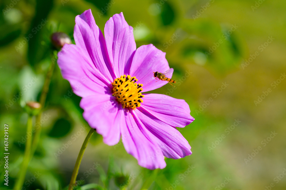 Photo of wild wasp flying into a bright pink flower (Cosmos Bipinnatus). Photo of wild wasp flying into a bright pink flower (Cosmos Bipinnatus).