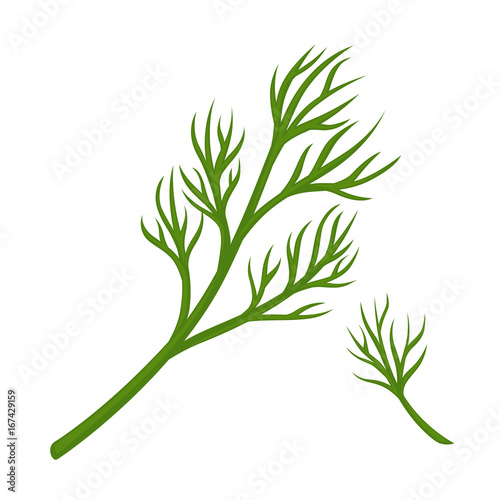 Green dill branch