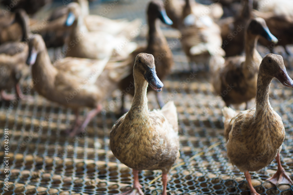 Fototapeta premium Group of ducks in farm, traditional farming in Thailand.