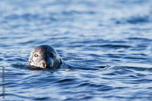 foca comune