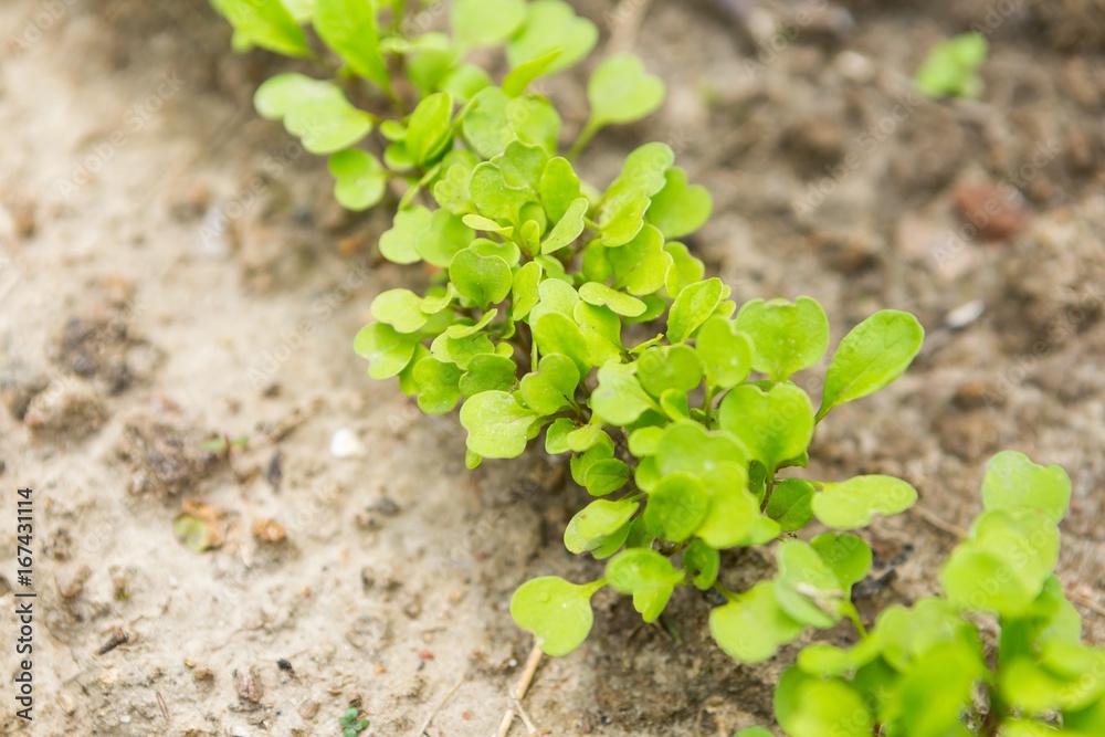 Radish sprouting in garden Radish sprouting in garden