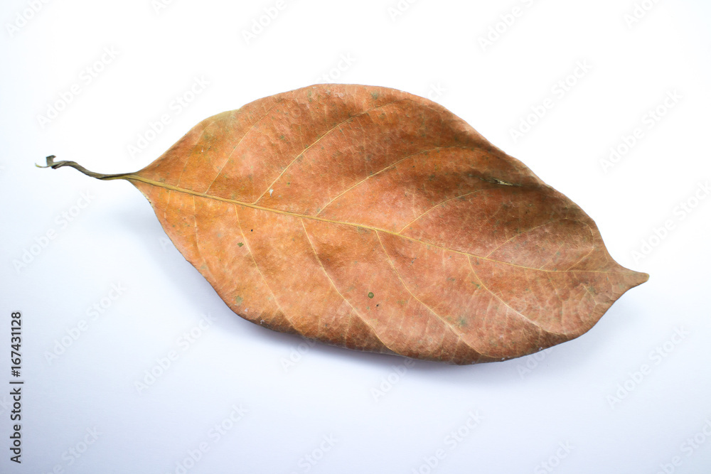Dry jackfruit leaf isolate on white background Dry jackfruit leaf isolate on white background