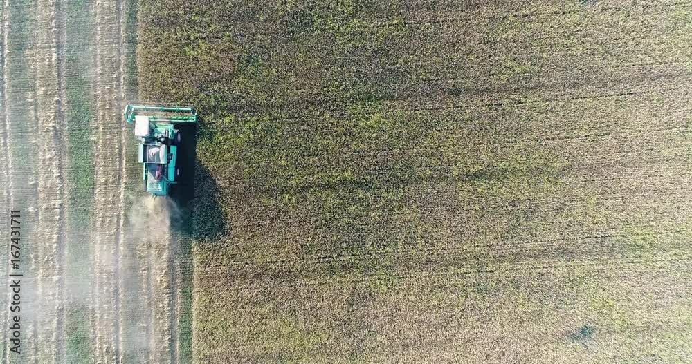 Aerial: A green harvester cuts the harvest evenly. View from above. Good harvest. Cereals. Omsk. Russia. Aerial: A green harvester cuts the harvest evenly. View from above. Good harvest. Cereals. Omsk. Russia.