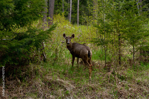 Doe on the side of the road near forest