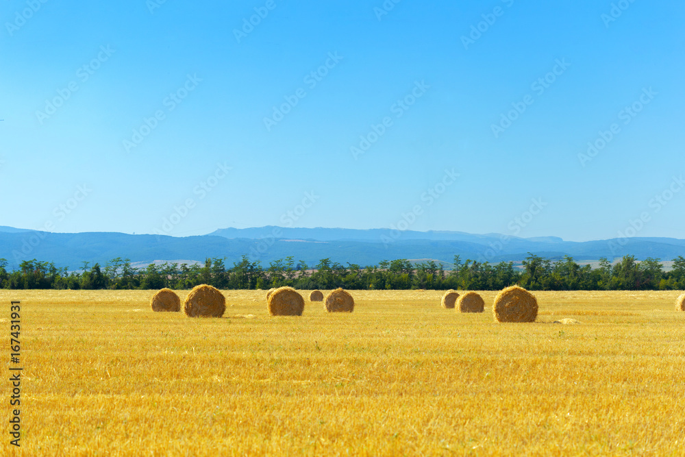 Golden hay bales in countryside