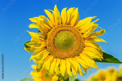 Yellow field of sunflowers